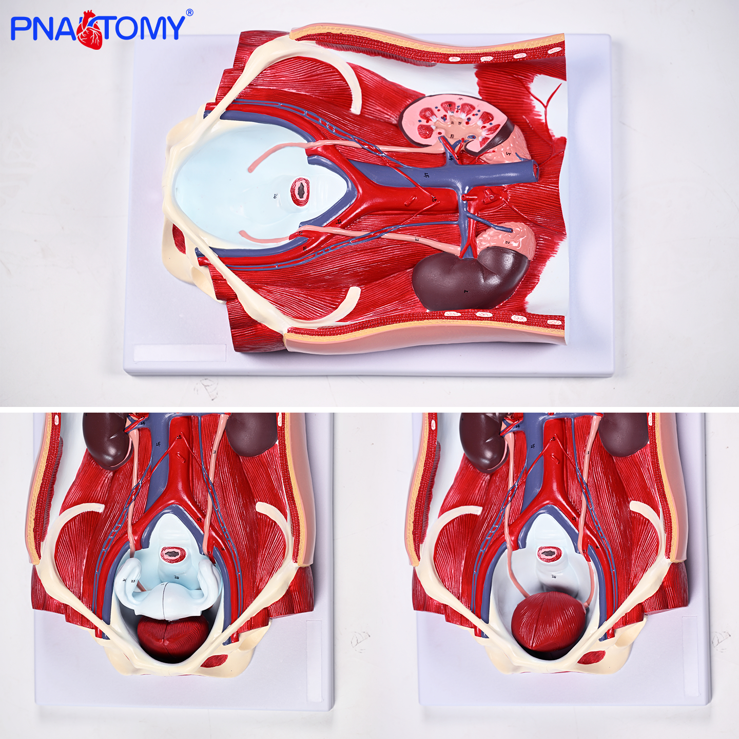 两性泌尿6部件模型泌尿生殖系统解剖医用教学标注生殖器官结构演