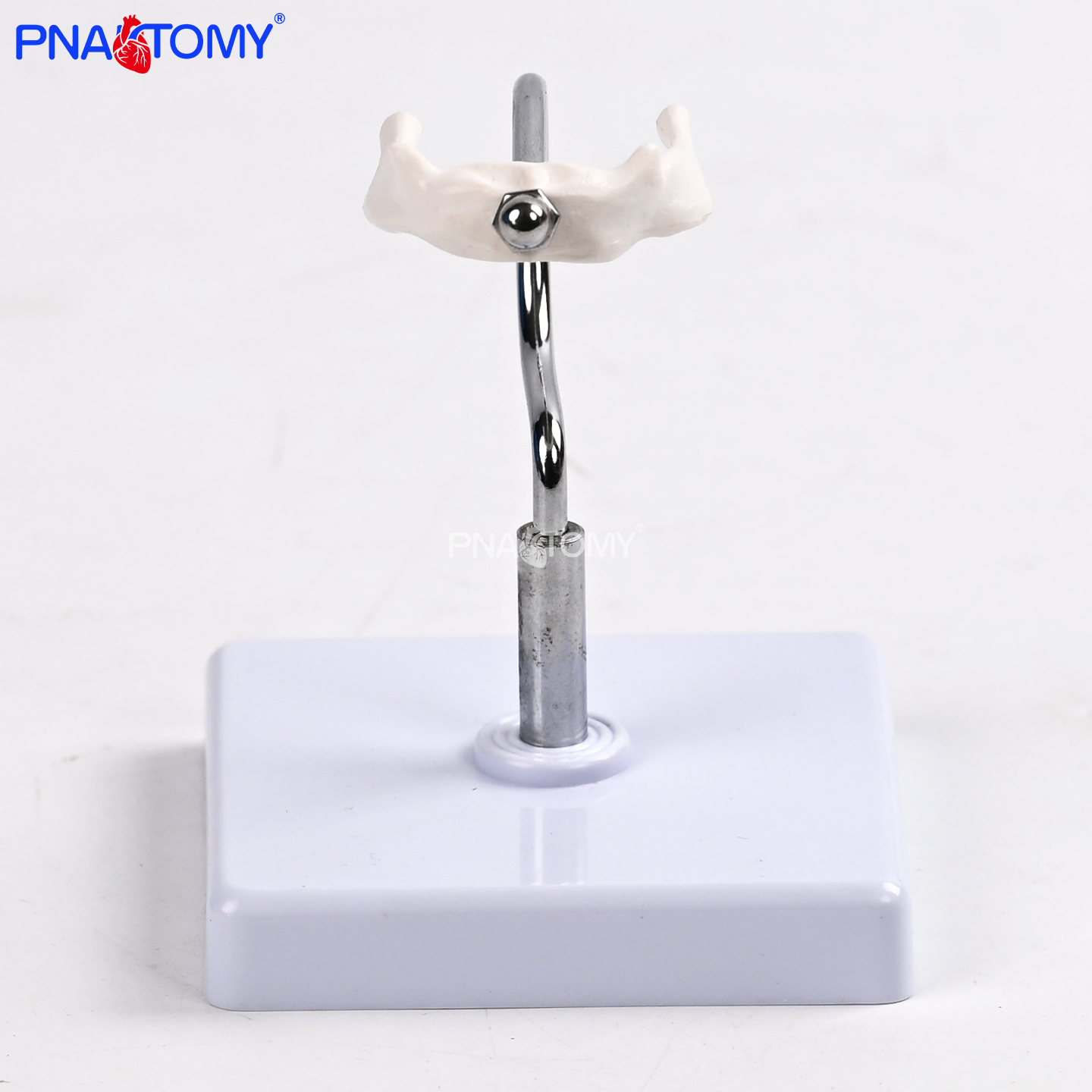 医用舌骨解剖模型喉部关联骨骼结构精准复刻医学教学实训沟通教具