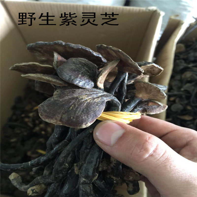 中药材 紫灵芝 黑灵芝 整支 可打超细粉 正品 无硫 100克 包邮