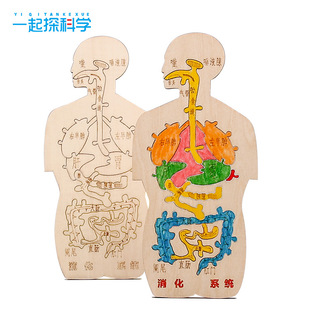 消化系统木趣味人体器官认知模型科技小制作手工diy简易自制