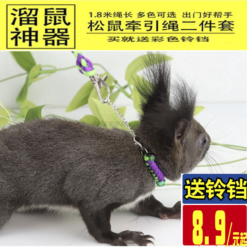 松鼠牵引绳项圈铃铛分体背带式外出训练飞鼠狐獴蜜袋用品链子绳子