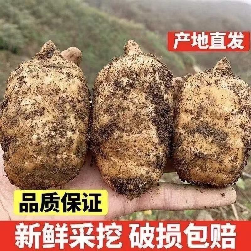 云南昭通新鲜天麻正宗小草坝仿野生冬麻新鲜现挖现发煲汤正品