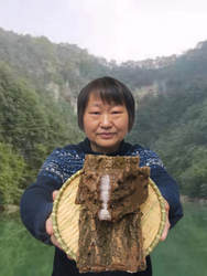 杜仲中药材500g老树厚皮神农架2025年杜仲茶泡酒杜仲粉野生杜仲皮