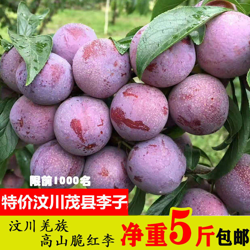 四川脆红李高山新鲜水果脆甜李冰糖脱骨空心青红脆李汶川高山应季