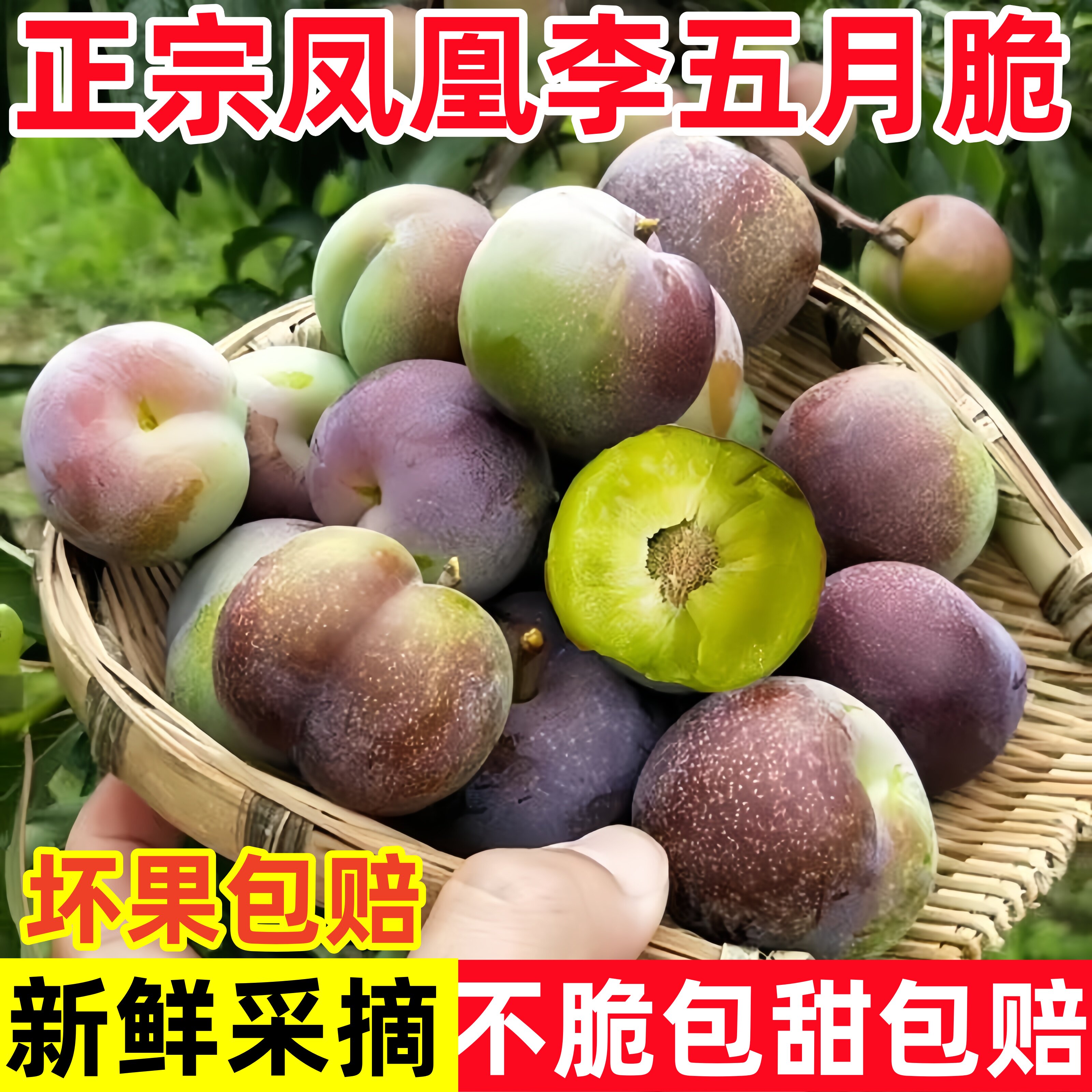 四川凤凰李子酸甜当季五月脆芙蓉眉山孕妇新鲜半边水果青茵红脆李