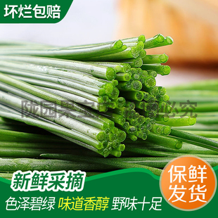 新鲜沙葱甘肃民勤特产沙葱新鲜蔬菜香葱小葱产地直发 中通冷链