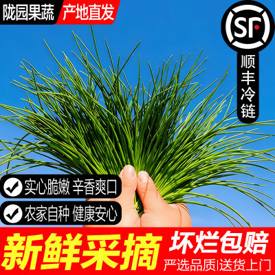 现采新鲜沙葱【顺丰/京东包邮】