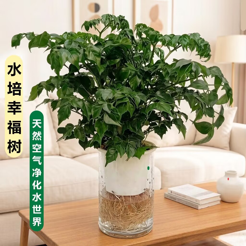【水培】正宗幸福树绿植耐热室内客厅办公室植物花卉四季常青水养