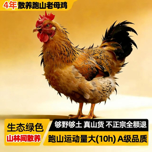 【严选生态散养】正宗跑山三年老母鸡土鸡山林散养绿色走地鸡整只