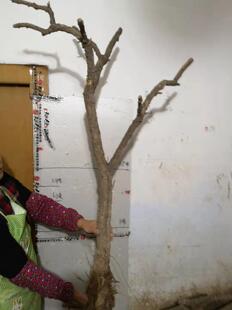 宁夏枸杞树 盆景树苗树桩红黑果勾杞树20年大树8-10厘米粗秒杀