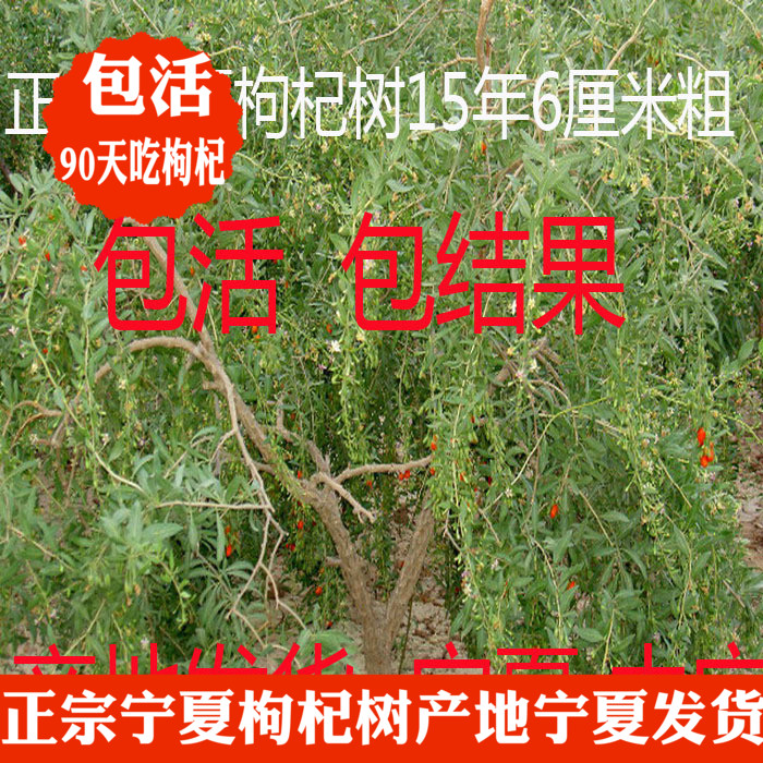 枸杞树宁夏枸杞大颗粒水果红黑地栽盆景树苗树桩大树6-12厘米粗