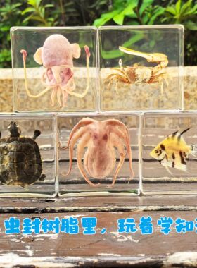 真实琥珀昆虫标本海洋标本