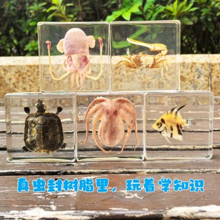 真实琥珀昆虫标本海洋标本动物标本儿童玩具海星小鱼蝎子金龟标本