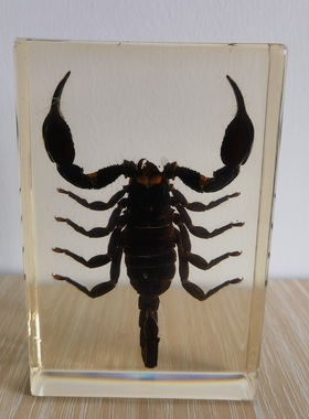 琥珀摆件居家昆虫标本