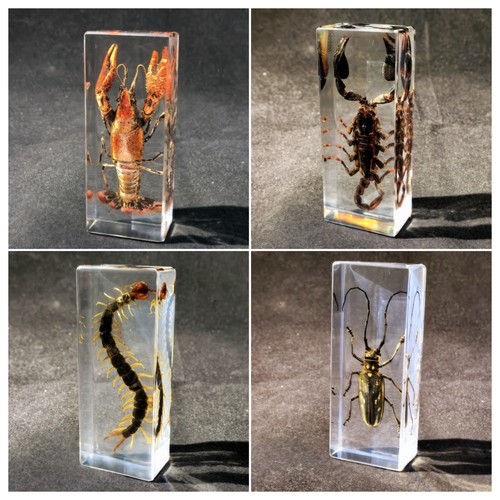 昆虫标本 中小学幼儿教具蝎子 竹节虫蜈蚣 蝗虫螳螂学生礼品 书镇