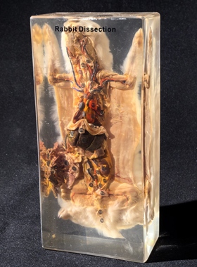 真实教学用动物标本树脂包埋解剖标本真兔蛙鱼中小学生物教学教具