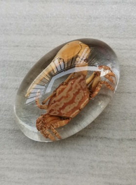 透明树脂摆件昆虫海洋植物标本