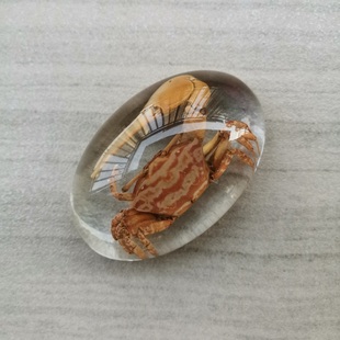 透明树脂摆件 昆虫 海洋生物 植物标本 幼儿认知玩具小学生物教学