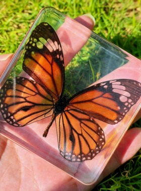 真琥珀蝴蝶标本装饰昆虫标本摆件手工动物工艺品小孩儿童科教玩具