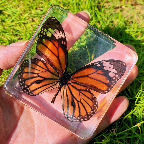 真琥珀蝴蝶标本装饰昆虫标本摆件