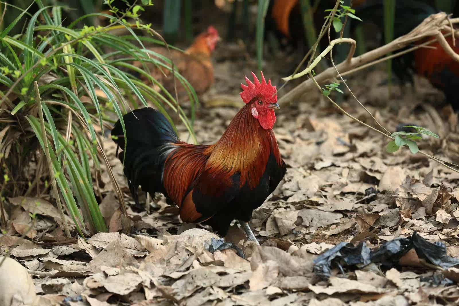 海南屯昌山林农村家正宗散养土鸡母公鸡药食同源海口市内亲自送