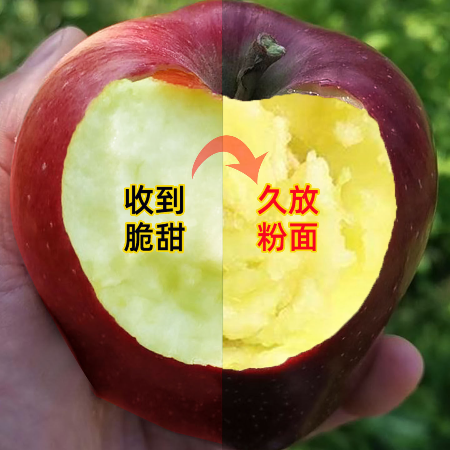 2025年甘肃天水花牛苹果新鲜当季水果宝宝辅食刮泥粉面整箱包邮10,水产肉类/新鲜蔬果/熟食,苹果,淘宝优惠券,粉丝福利购,淘宝优惠卷