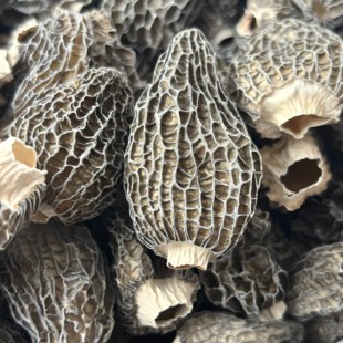 羊肚菌 草笠竹 云南名贵野生菌高黎贡山林下种植肉质醇厚25年新品