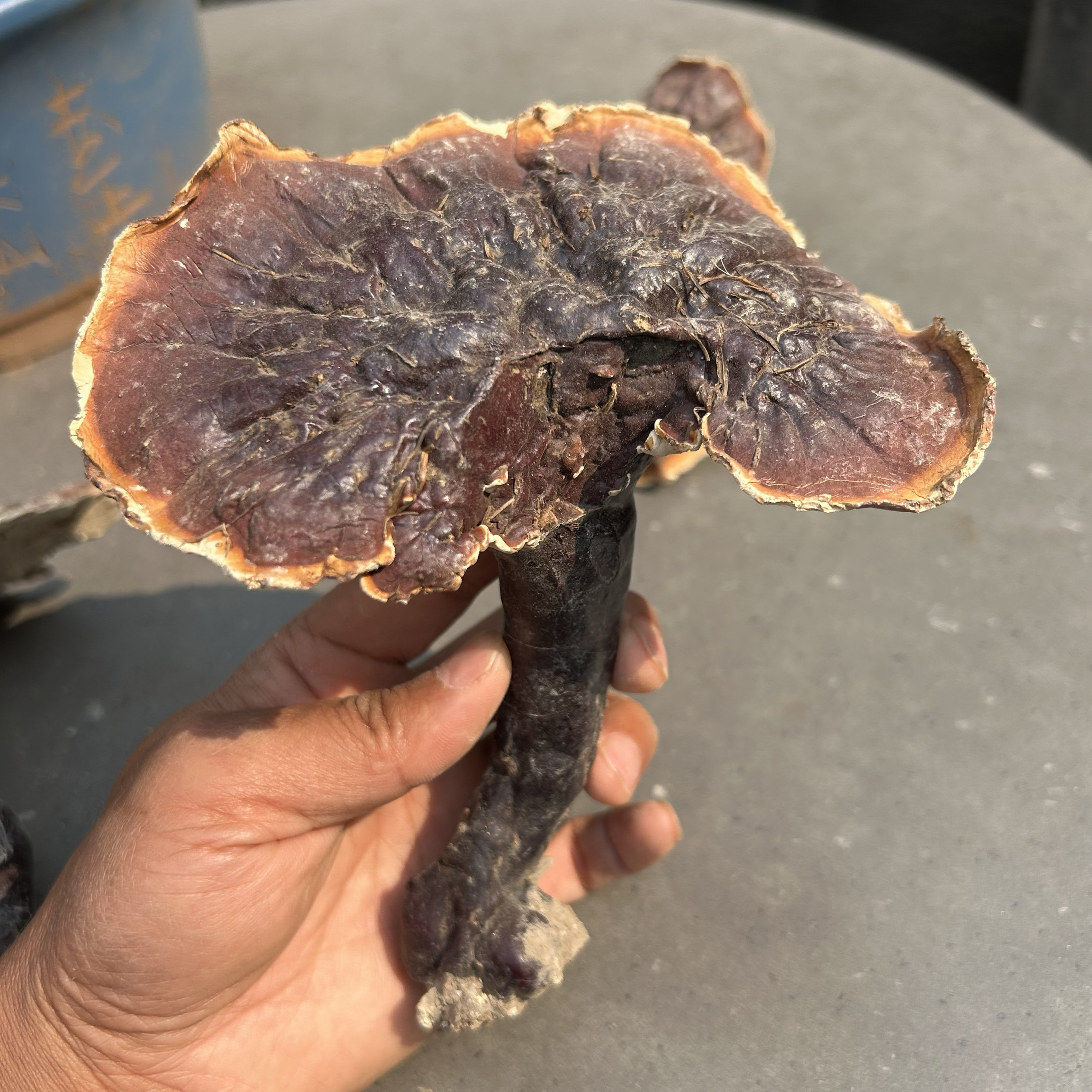 松针白肉灵芝 整只云南野生灵芝地道滋补中药材24年新品250克包邮
