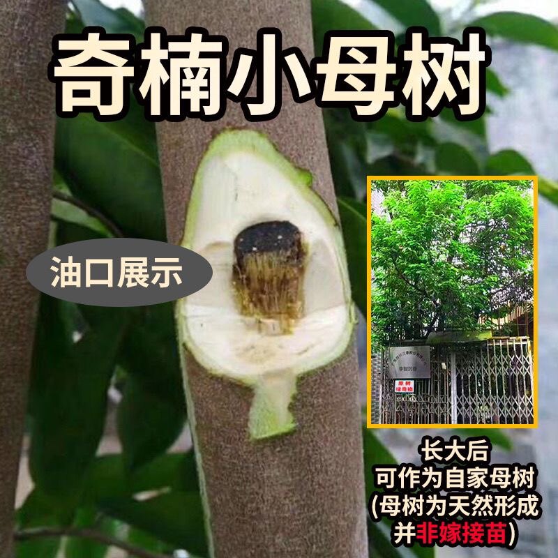 正宗奇楠小母树自然结香带油口白