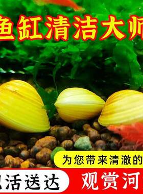 黄金小河蚌净水河蚬观赏螺
