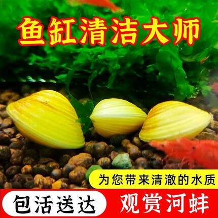 黄金小河蚌净水河蚬清理鱼缸净化水质鳑鲏繁殖观赏螺专吃鱼屎粪便