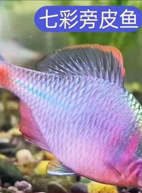 好养冷水除藻七彩石活体鱼鳑鲏