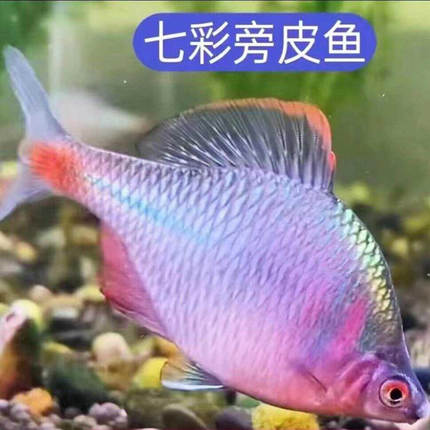 七彩鳑鲏鱼旁皮鱼高体鳑鲏鱼好养冷水鱼常温观赏鱼活体鱼除藻包活