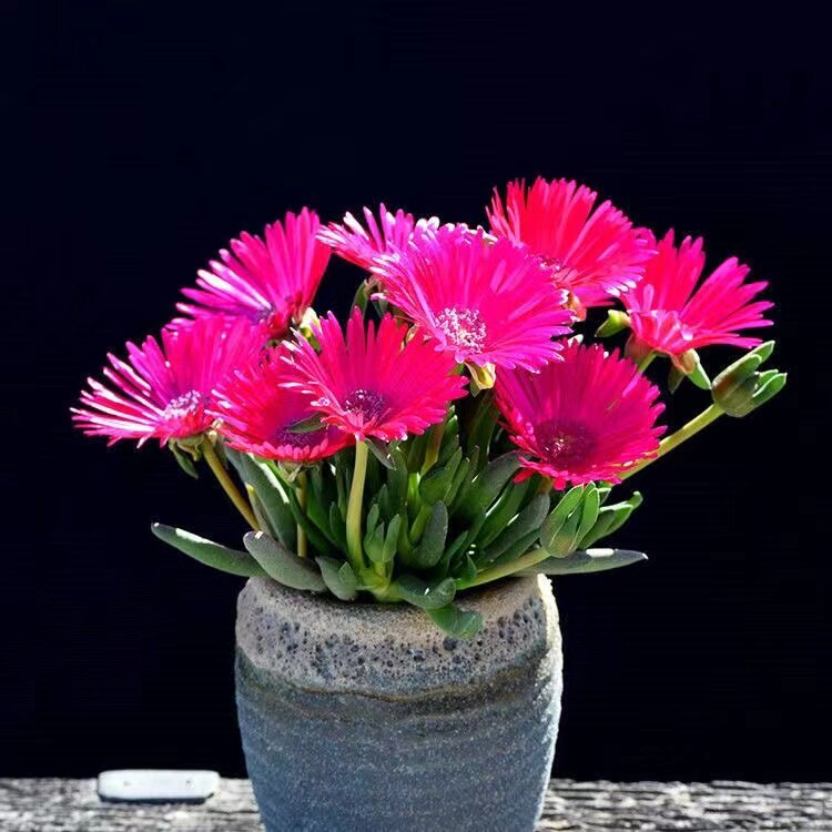 奔龙开花多肉植物盆栽绿植阳台桌面花卉易爆盆群生趣味多肉