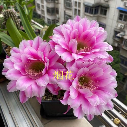 烟花席克氏彩草仙人球