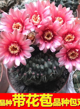 开花仙人球带花苞盆栽多肉植物防辐射阳台办公室绿植仙人掌绯花玉