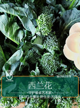 臻印映小叶西兰花营养丰脆嫩香甜