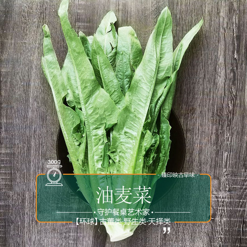 臻印映新鲜米香甜麦菜油麦菜胜似野生超越有机天生天养营养高嫩.5