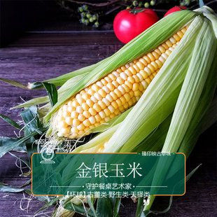 臻印映新鲜金银玉米胜似野生超越有机甜甜甜天生天养禅式 种植健康
