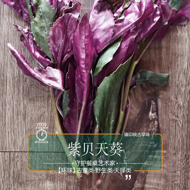 臻印映新鲜紫背天葵胜野生超越有机消暑散热柔软嫩滑营养抗寄生虫