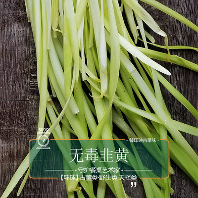 臻印映无毒安心嫩香韭黄胜似野生超越有机肥嫩鲜香口感好全家爱1