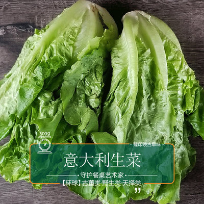 臻印映意大利生菜胜似无化肥有机