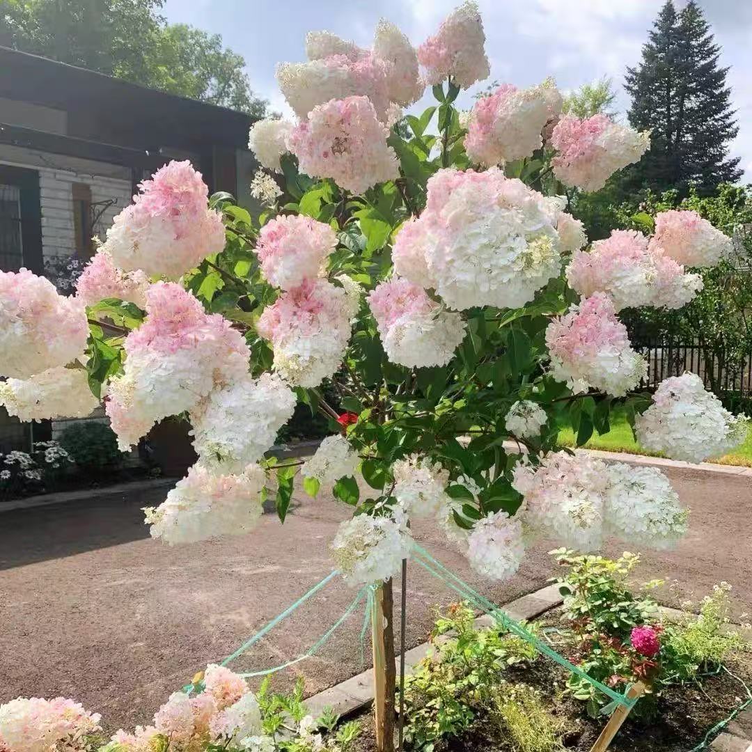 圆锥木绣球石灰灯香草草莓花苗