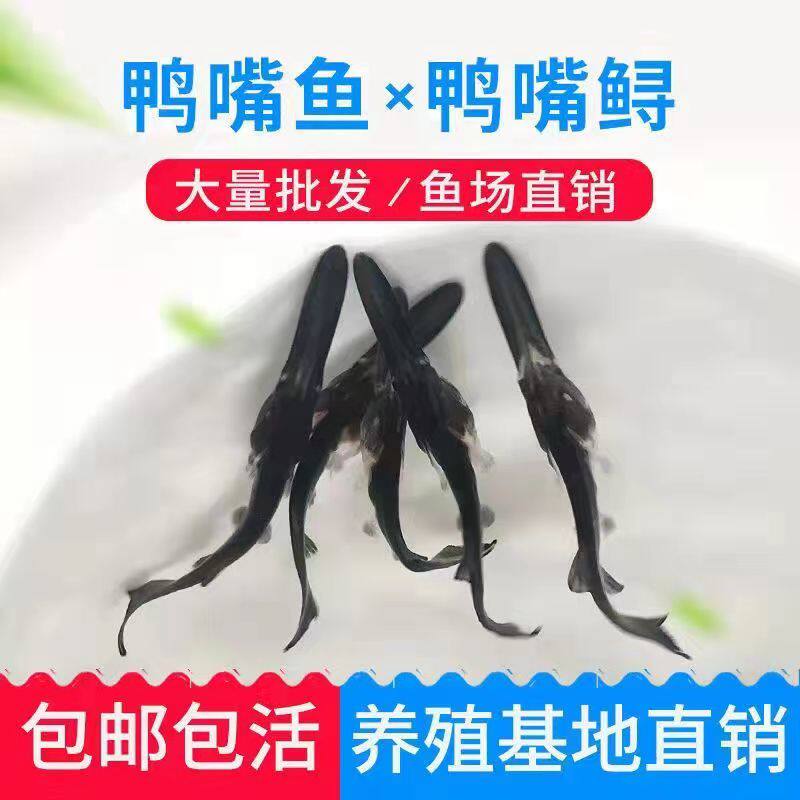 鸭嘴鱼苗幼苗鲟鱼苗鲜活活鱼观赏鱼鸭嘴鲟鲟龙鱼淡水包邮好养活