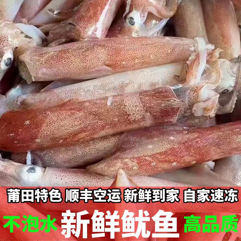 新鲜鱿鱼莆田特产海鲜章鱼不泡水鱿鱼乌贼海兔顺丰空运鲜活包邮