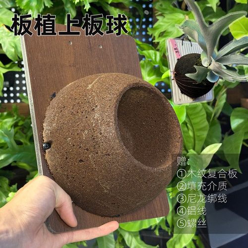 轻壤绿植板植鹿角蕨上板上板球