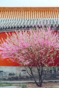 丛生榆叶梅大花榆叶梅重瓣榆叶梅花庭院绿篱苗绿化灌木球