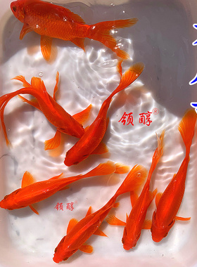 红草金鱼好养耐活金鱼冷水淡水观赏鱼红色长尾草金鱼混养观赏鱼