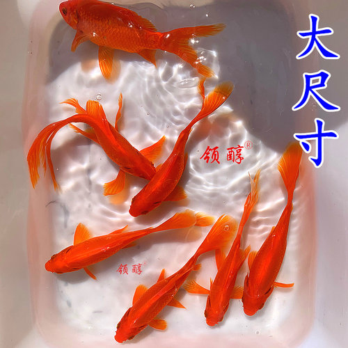 红草金鱼好养耐活混养红长尾金鱼