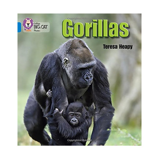 Collins 原著进口原版 Cat 英语书籍 Phonics 平装 英语 Gorillas 正版 纯全英文版 Big